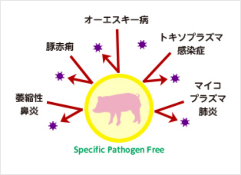 SPF豚の図解
