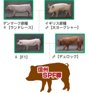 SPF豚の交配図